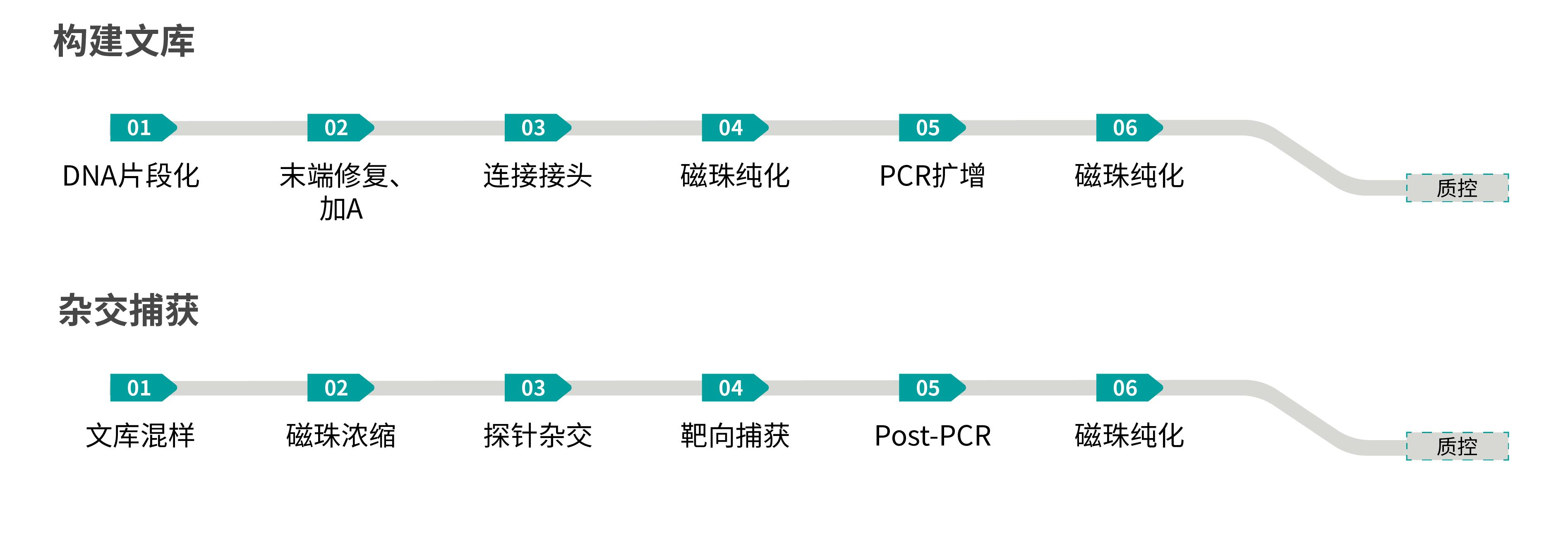 杂交捕获流程(1)(1).png 杂交捕获流程(1)(1).png